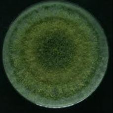 Trichoderma Viride